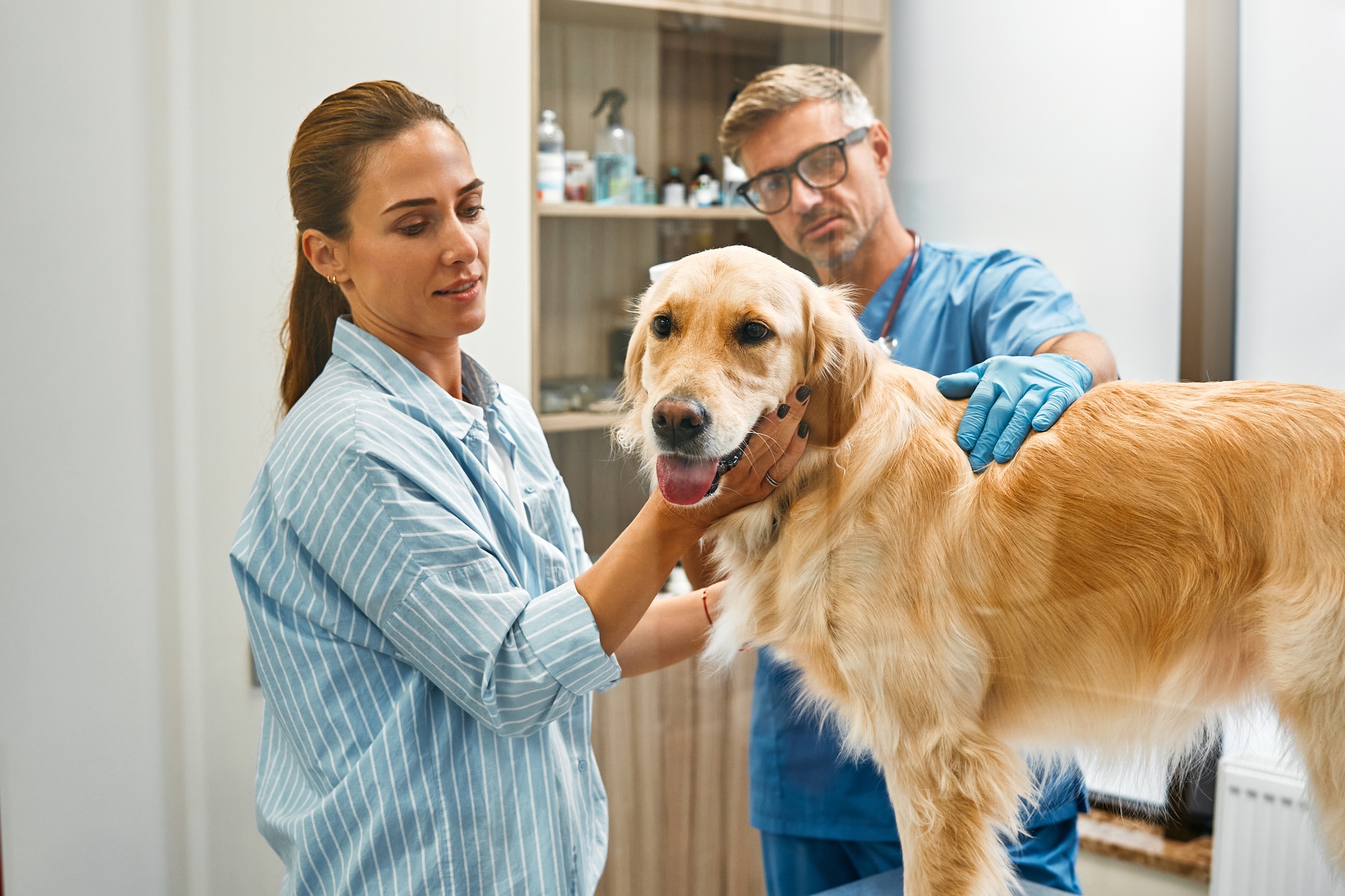 Animals for examination and treatment in the veterinary clinic