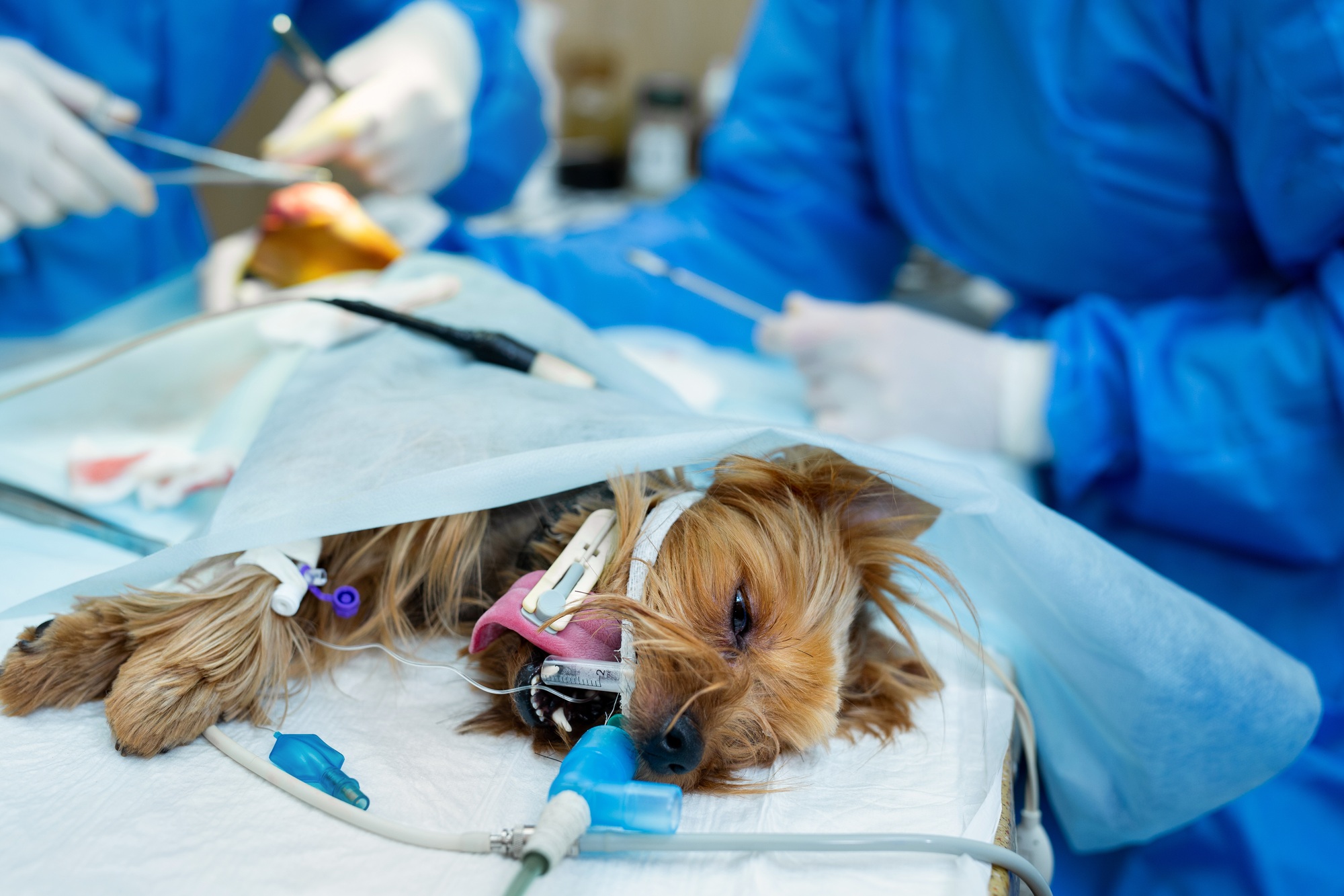 Veterinary clinic. Surgery dog's feet. The doctor sews up the leg of the dog