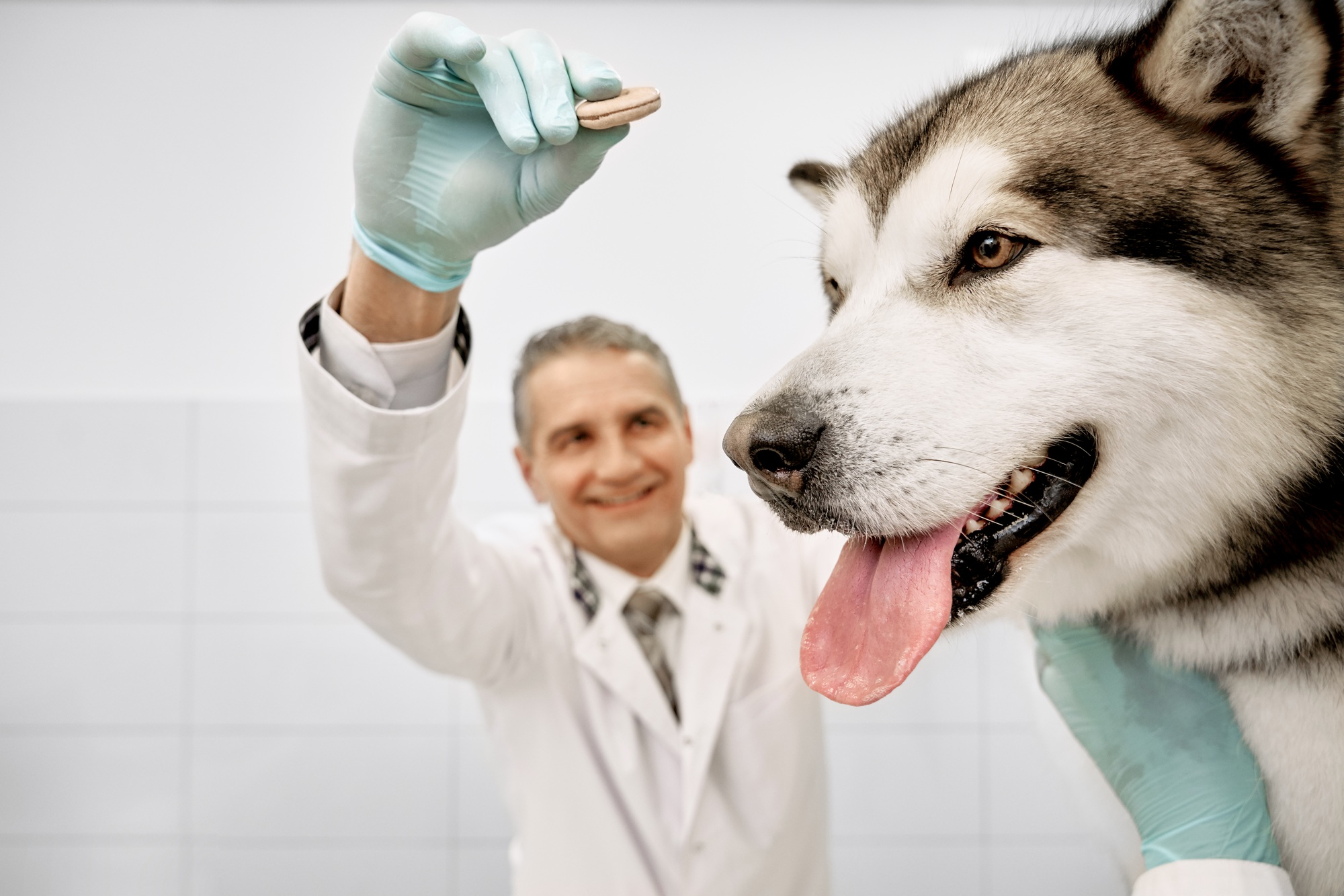 Veterinary doctor feeding big dog in clinic